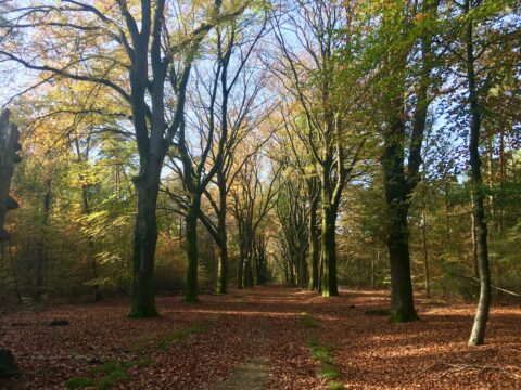 Bos Laan met loofbomen in herfst foto van Linda Kuppen Nijmegen