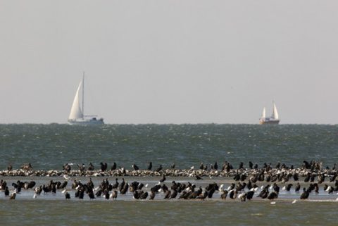 ijsselmeerkust groep aalscholvers staand