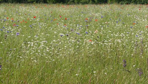 Bloem/kruidenrijk grasveld