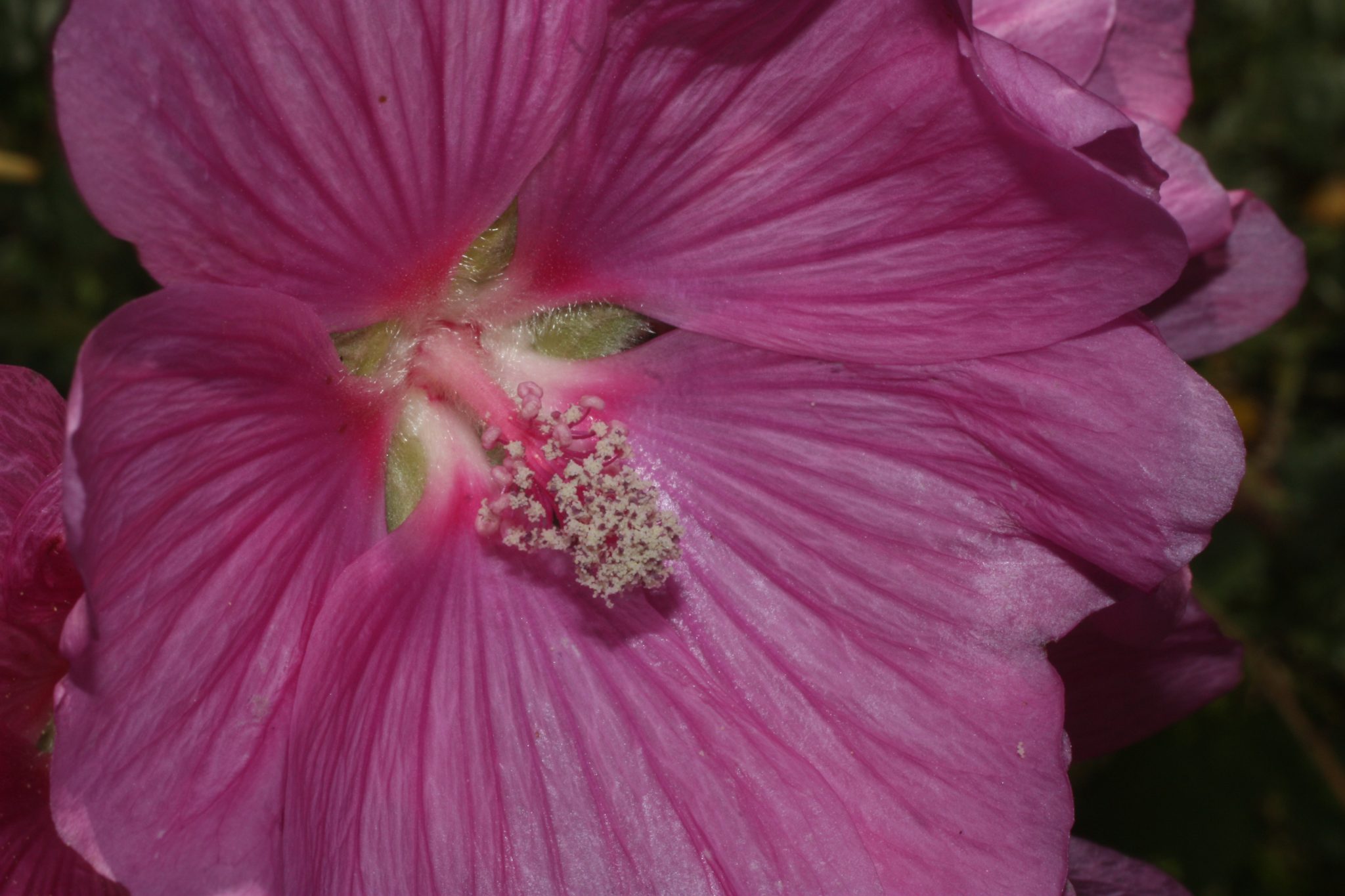 Blaadjes En Bloemen Zondagochtendactiviteit Veghel