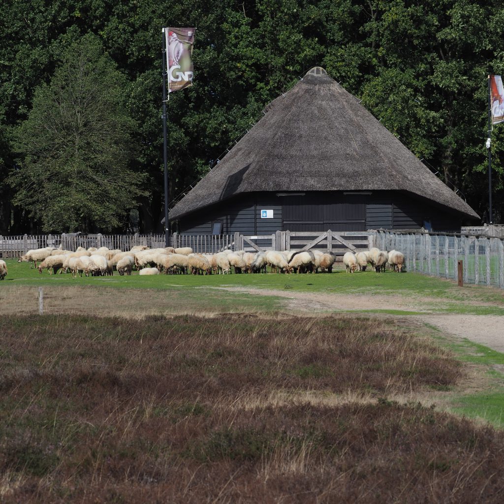 Schaapskooi Blaricummerheide - Gooi En Omstreken