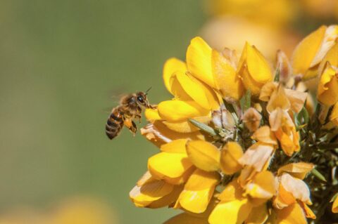 Honingbij op zoek naar nectar in de bloeiende gaspeldoorn. Fotograaf: René van den Heuvel