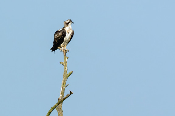 visarend,roofvogel,Frans Kromme